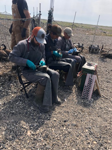 The banding crew in action